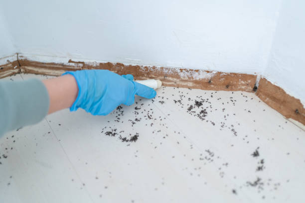 Real Estate Pest Inspections in West Hammond, NM